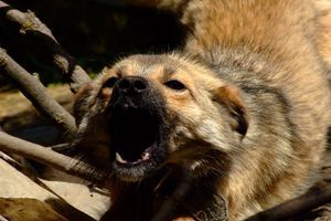 Nie dajmy się pogryźć przez psy