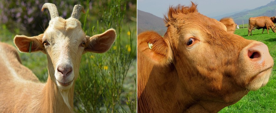 Jakie mleko modyfikowane wybrać - kozie czy krowie?