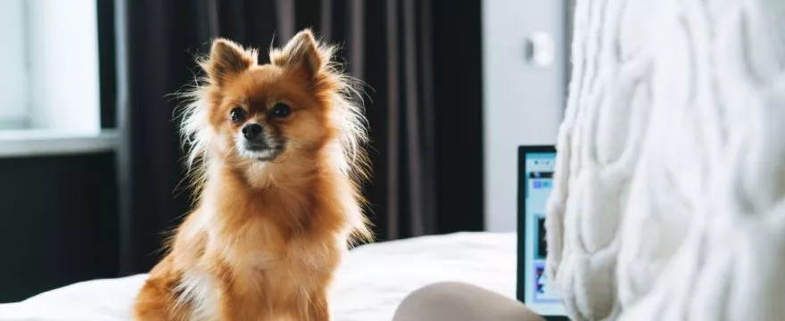 Który hotel w Szczyrku umożliwia pobyt ze zwierzakiem?