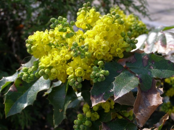 Mahonia pospolita