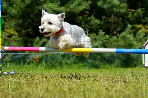 Zajęcia na torze agility - Obóz z Psem na Mazurach, organizowany przez firmę ViaCamp s.c. w malowniczym miasteczku Ryn.